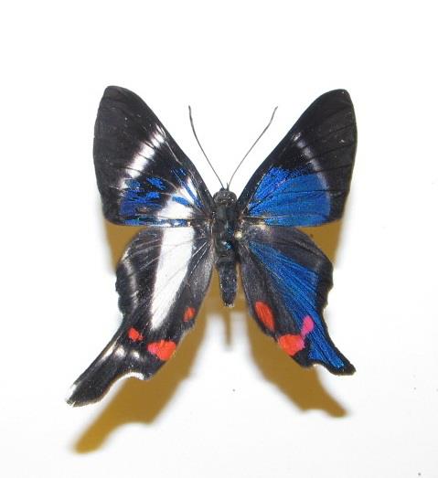 Rhetus periander gynandromorph (Internet Image property of respective owner, non-commercial use only)